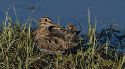 Wilson's snipe (Gallinago delicata) laying in tall grass at edge of water
