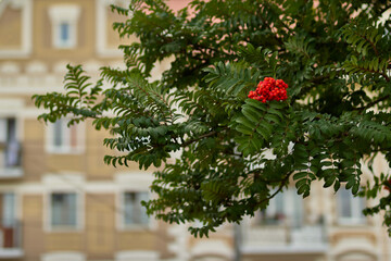 A red rowan bush in a city street