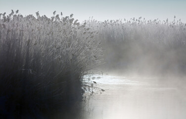Zimowa Rzeka  o Świcie  z Kaczkami  w Trzcinowisku  © Wojciech Lisiński