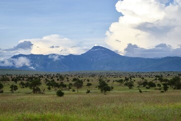 Scenic savannah grassland landscapes against sky in Tsavo National Park, Kenya