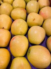 Rows of yellow apples in the south