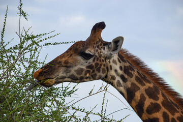 A low angle Headshot of a masai giraffe at Tsavo National Park, Kenya