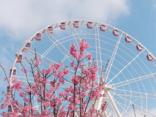 Beautiful pink cherry blossoms and pink Ferris wheel isolated with blue sky background, spring flowers series. - Powered by Adobe