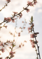 branch of a tree