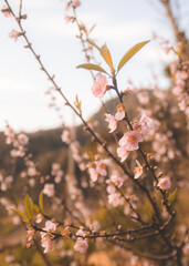 blossom in spring