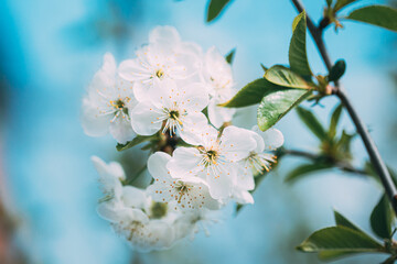 Obraz premium White Young Spring Flowers Of Prunus subg. Cerasus Growing In Branch Of Tree.