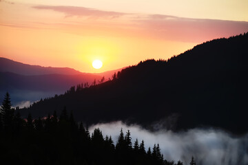 Beautiful sunrise in the mountains. Fir trees in the fog and dark silhouettes of mountains at dawn.
