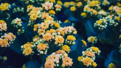 Fototapeta na wymiar photo of kalanchoe flowers in the garden