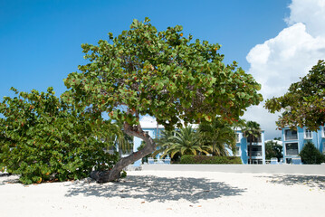 Fototapeta na wymiar Grand Cayman Island Leaning Beach Tree