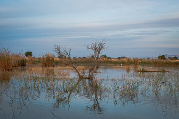 Spain. Sunrise in the El Hondo de Elche natural park. Alicante
