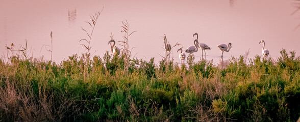 Spain. Flamingos in El Hondo de Elche natural park. Alicante