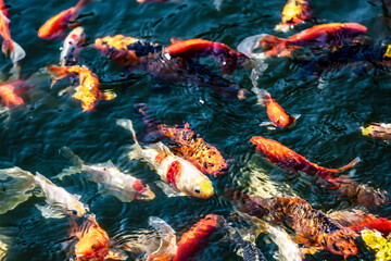 Plakat Goldfish in the pond. Koi fishes crowding in the pond.