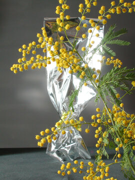 Acacia dealbata ft2102_3985 Silber-Akazie  Australska srebrna akacija Mimosa Акация серебристая