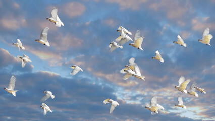 Flock of corella birds flying  in flight  against a beautiful sky 