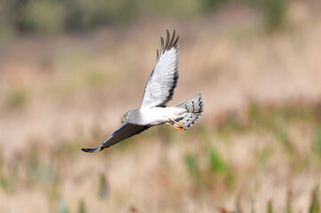Adult male northern harrier (circus cyaneus) flying over brown grass marsh, hunting, wing up showing under side pattern