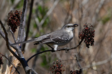 northern mockingbird (Mimus polyglottos) looking at winged sumac (rhus copallinum) berries while perched on tree