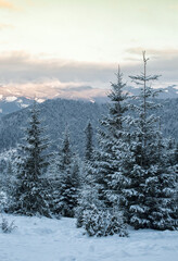 snow covered trees