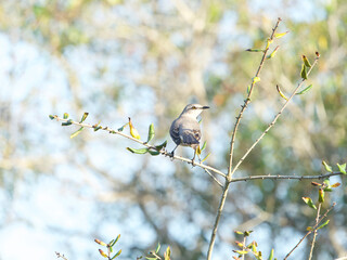 Wildlife Nature Photography at Merritt Island National Wildlife Refuge in Titusville Florida 