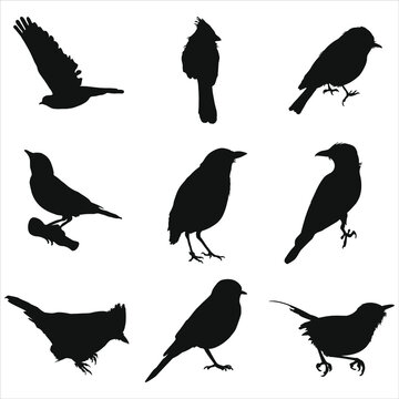 set of silhouettes of birds posing diffrent styles