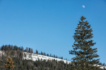 snow covered trees
