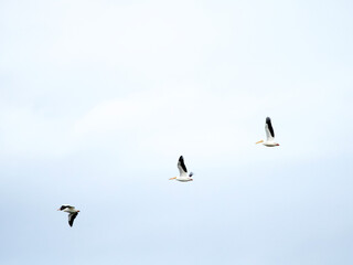 Wildlife Nature Photography at Merritt Island National Wildlife Refuge in Titusville Florida 