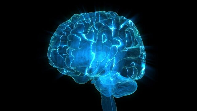 Human Brain 