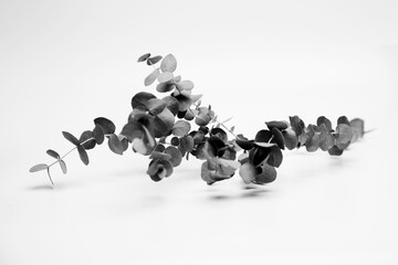 Black and white isolated eucalyptus
