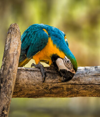 The blue-and-yellow macaw (Ara ararauna), also known as the blue-and-gold macaw,