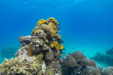 Coral mound diving in Fiji