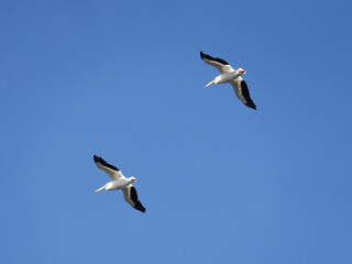 Wildlife Nature Photography at Merritt Island National Wildlife Refuge in Titusville Florida 