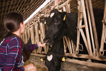 Young woman stroking cow on farm. Animal husbandry