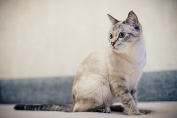 a white cat with a gray strip sits on the couch and looks away