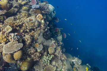 Plakat Coral forest on the edge of an underwater cliff