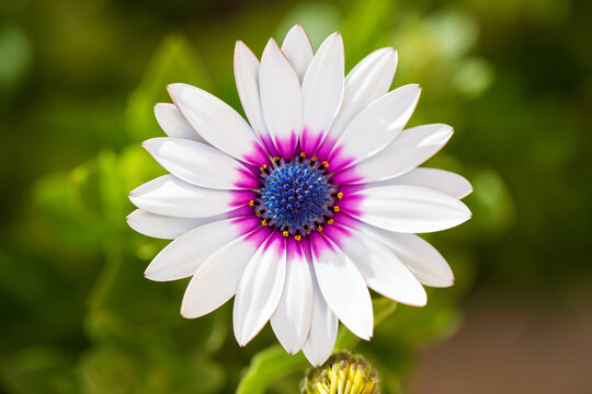 155 Best アフリカキンセンカ Images Stock Photos Vectors Adobe Stock 155 Best アフリカキンセンカ Images Stock Photos Vectors Adobe Stock