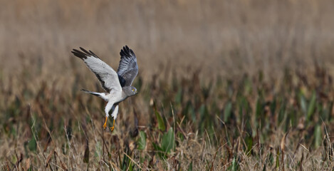 male northern harrier (circus hudsonius)  grey ghost hunting over marsh