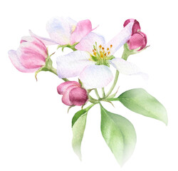 Naklejka na ściany i meble Apple inflorescence with flower, buds and leaves hand drawn in watercolor isolated on a white background. Watercolor illustration. Apple blossom
