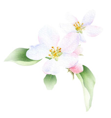 Obraz na płótnie Canvas Apple inflorescence with flower, buds and leaves hand drawn in watercolor isolated on a white background. Watercolor illustration. Apple blossom