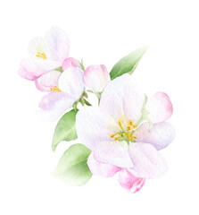 Fototapeta na wymiar Apple inflorescence with flowers, buds and leaves hand drawn in watercolor isolated on a white background. Watercolor illustration. Apple blossom