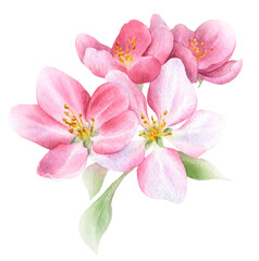 Fototapeta na wymiar Apple inflorescence with bright pink flowers and leaves hand drawn in watercolor isolated on a white background. Watercolor illustration. Apple blossom