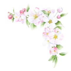 Fototapeta na wymiar Apple blossom corner arrangement with flowers, buds and leaves hand drawn in watercolor isolated on a white background. Watercolor illustration. Apple blossom. Floral composition.