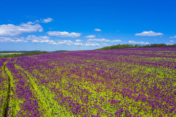 Fototapeta na wymiar Violet flowers of poppy on a sunny day