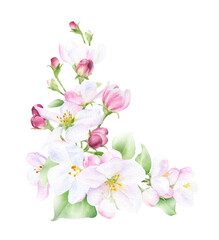 Apple blossom corner arrangement with flowers, buds and leaves hand drawn in watercolor isolated on a white background. Watercolor illustration. Apple blossom. Floral composition.