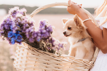chihuahua dog in a basket of flowers in the hands of a girl in a field
