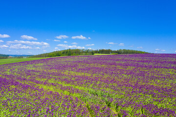 Obraz na płótnie Canvas Violet flowers of poppy on a sunny day