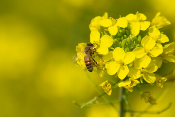 ミツバチと菜の花