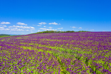 Violet flowers of poppy on a sunny day