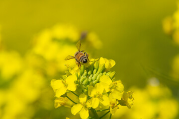 ミツバチと菜の花