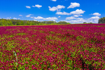 Crimson clover field