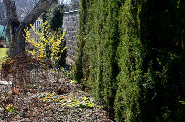 perennial flowerbed still May in February frozen, icicles, snowy dry stalk, snow in the whole garden behind the concrete wall. the first yellow flowering shrub blooms even in front of a torso tree