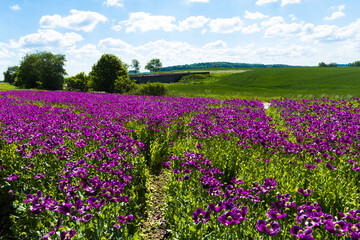 Violet flowers of poppy on a sunny day